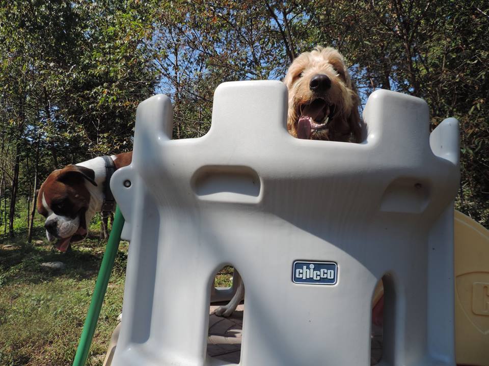 Waggy Tails Resort | 1134 Hwy 17 West, North Bay, ON P1B 8G5, Canada | Phone: (705) 474-5948