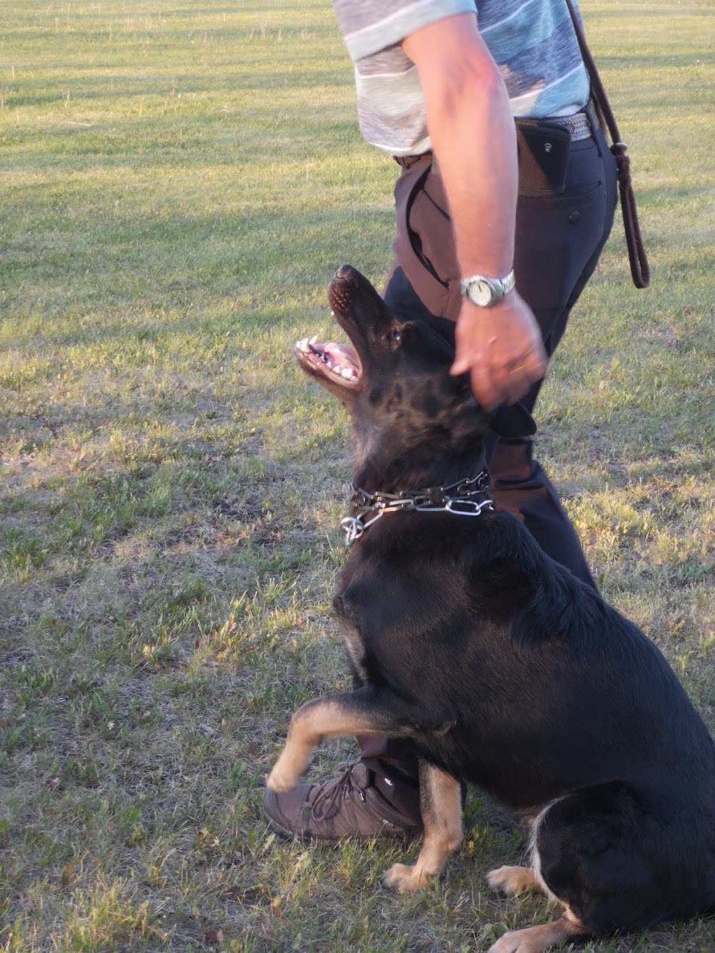 Winnipeg Working Dog Club | MB-101, Stony Mountain, MB R0C 3A0, Canada | Phone: (204) 793-1470