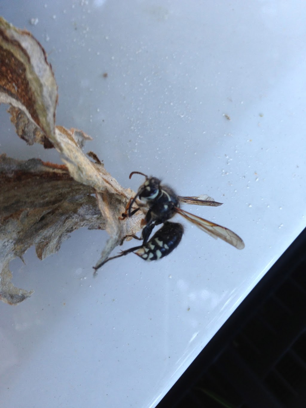 Cojen Pest Control Inc | 19162 22 Ave unit 105, Surrey, BC V3Z 3S6, Canada | Phone: (604) 427-1442