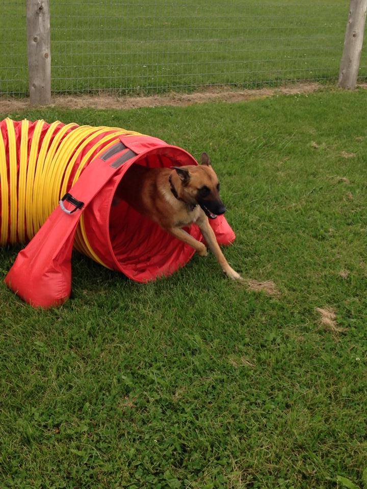 Pawsitive Canine Connection | RR#2, 6444 Line 86, West Montrose, ON N0B 2V0, Canada | Phone: (519) 500-3594