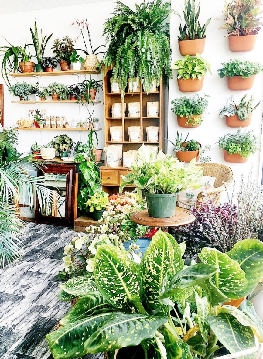 Life is Succulent | 1249 Eggert Rd, Amherst, NY 14226, USA