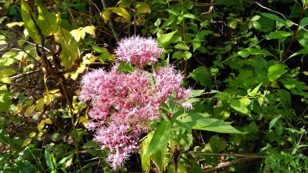 Larkin Woods/Franklin Gulf County Park Trailhead | 9998 Larkin Rd, Eden, NY 14057, USA