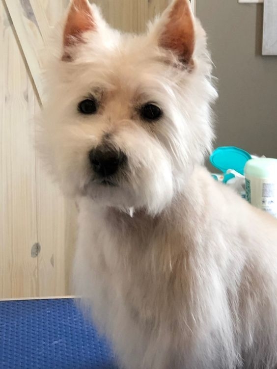 You Lucky Dog Grooming Studio | 4397 Colonel Talbot Rd, London, ON N6P 1B6, Canada | Phone: (519) 709-1687