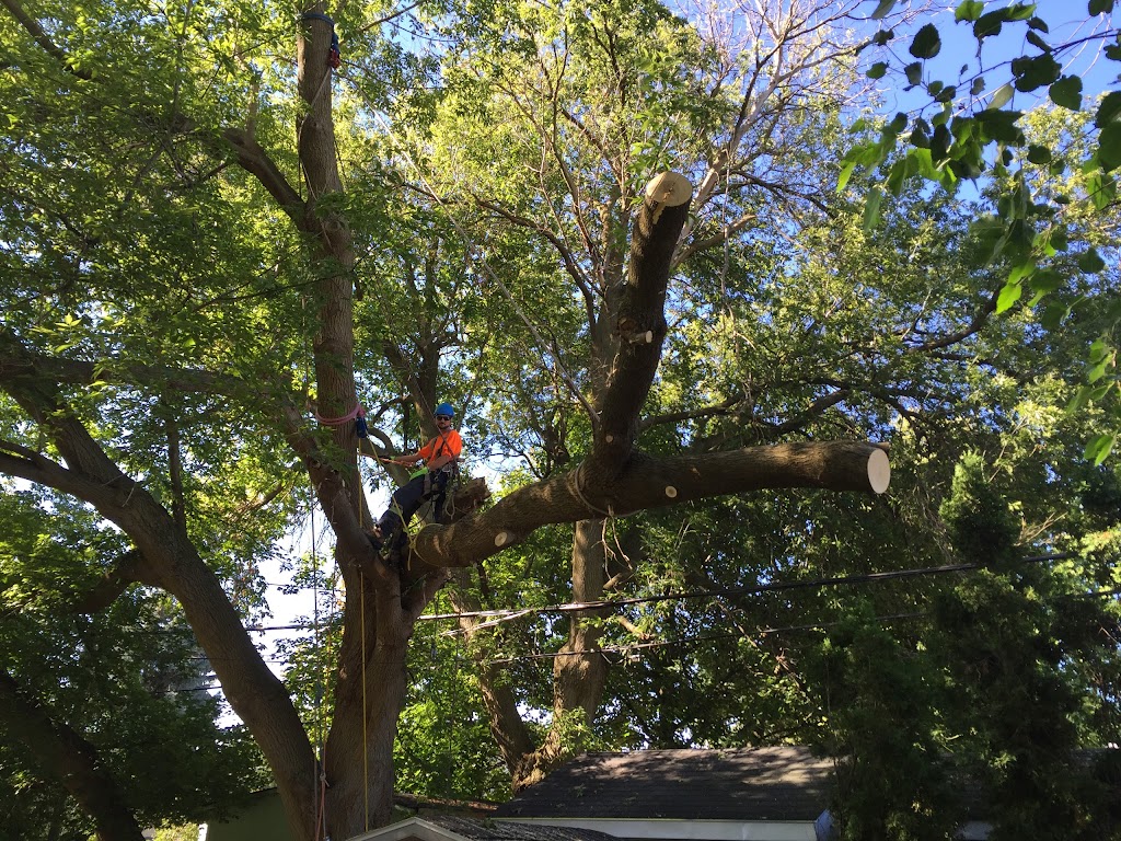 Limbwalker Tree Services | 1188 Sorrel Rd, London, ON N5V 2N3, Canada | Phone: (519) 854-6150