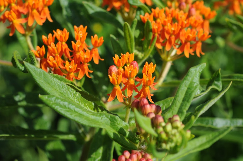La société des plantes | 207 Rang de lEmbarras, Kamouraska, QC G0L 1M0, Canada | Phone: (418) 492-2493