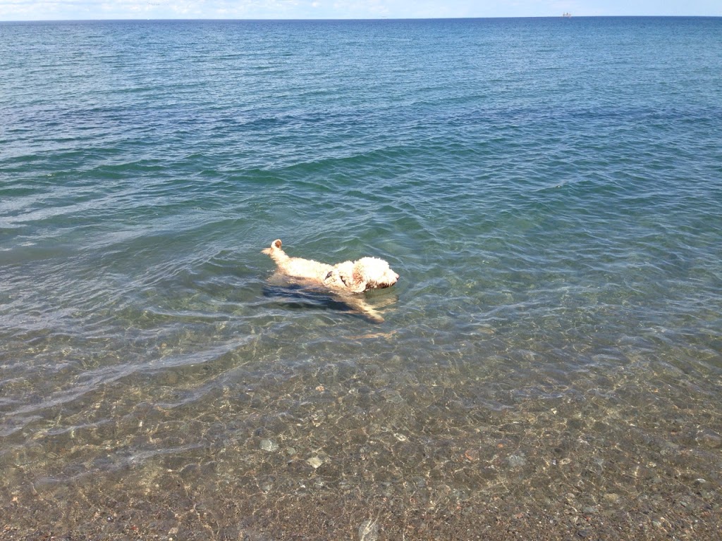 Chedoke Animal Hospital | 1288 Mohawk Rd, Ancaster, ON L9G 3K9, Canada | Phone: (905) 648-4747