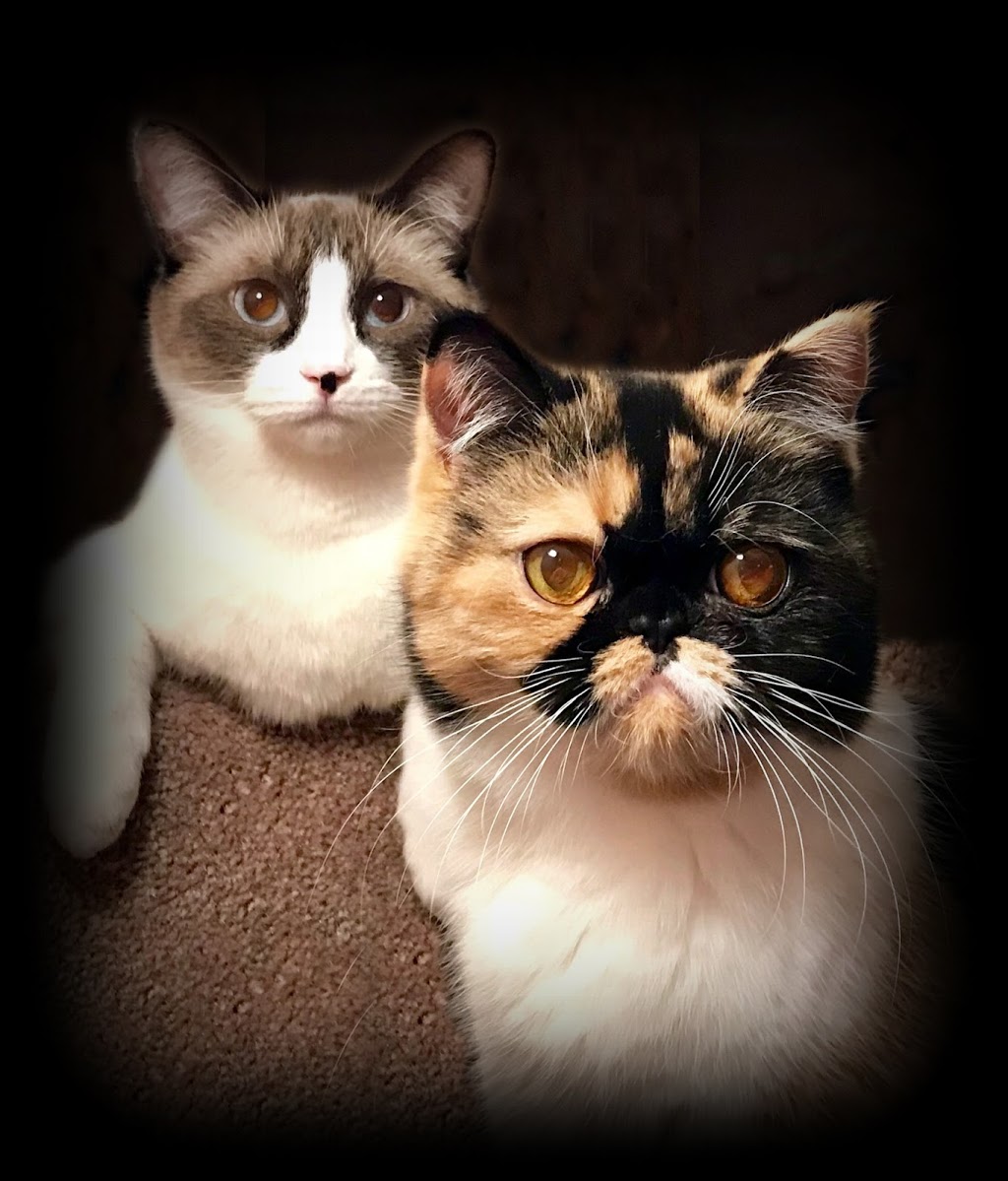 Sandy Lane Pet Clinic | 15614 95 Ave NW, Edmonton, AB T5P 0A4, Canada | Phone: (780) 705-3725