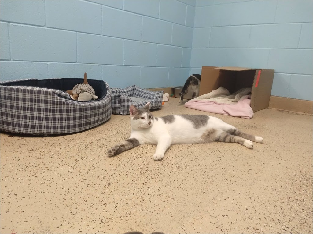 Niagara Falls Humane Society | 6025 Chippawa Pkwy, Niagara Falls, ON L2G 0E4, Canada | Phone: (905) 356-4404