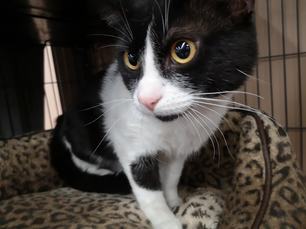 Pet Valu | 430 Ottawa St, Almonte, ON K0A 1A0, Canada | Phone: (613) 256-0291