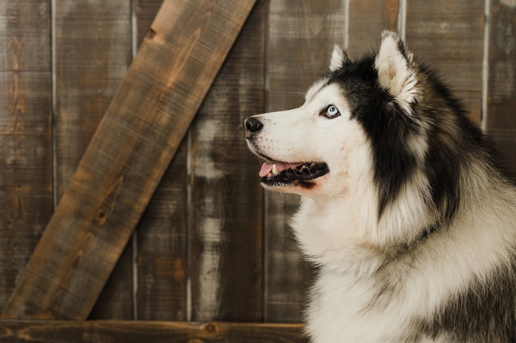 The Barn Door Veterinary Care | 1410 Parkway Blvd, Coquitlam, BC V3E 3J7, Canada | Phone: (604) 227-3111