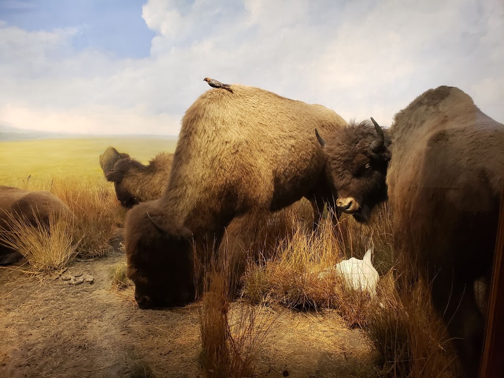 Buffalo Museum of Science | 1020 Humboldt Pkwy, Buffalo, NY 14211, USA | Phone: (716) 896-5200