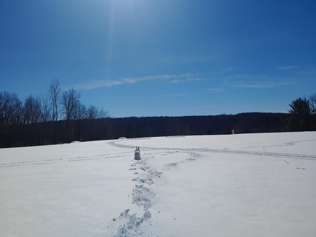 Walter Kummer Town Park | 8602 Park Street, Colden, NY 14033, USA | Phone: (716) 941-5012