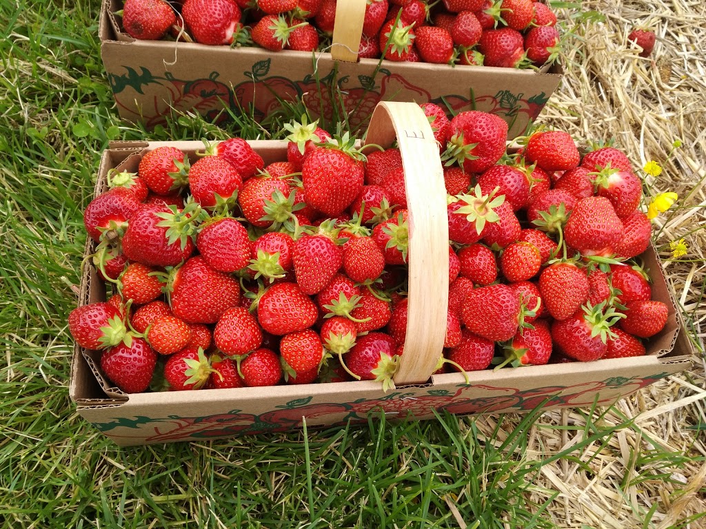 Jean Yves Gamelin Farm | 188 Rang du Chenal Tardif, Pierreville, QC J0G 1J0, Canada | Phone: (450) 568-2654