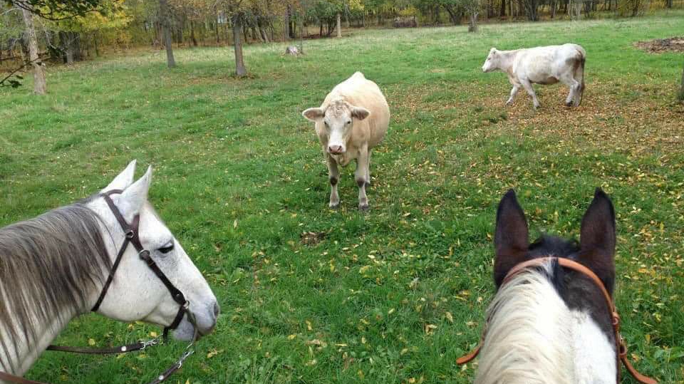 Little Honey Livestock | 9th Line Rd, Metcalfe, ON K0A 2P0, Canada | Phone: (613) 719-9036