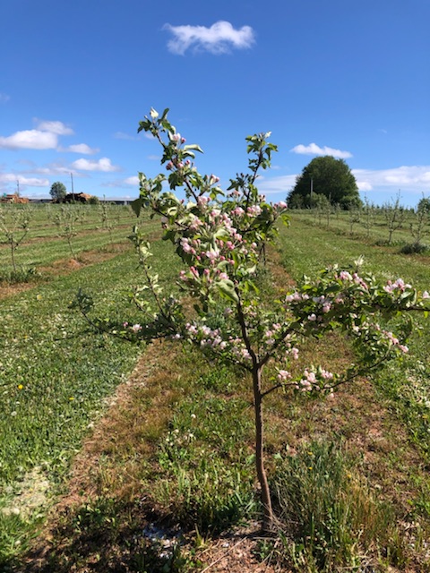 Awesome Blossom Apple Orchards | 2102 Bethel Rd, Mount Herbert, PE C1B 3L8, Canada | Phone: (902) 314-7620