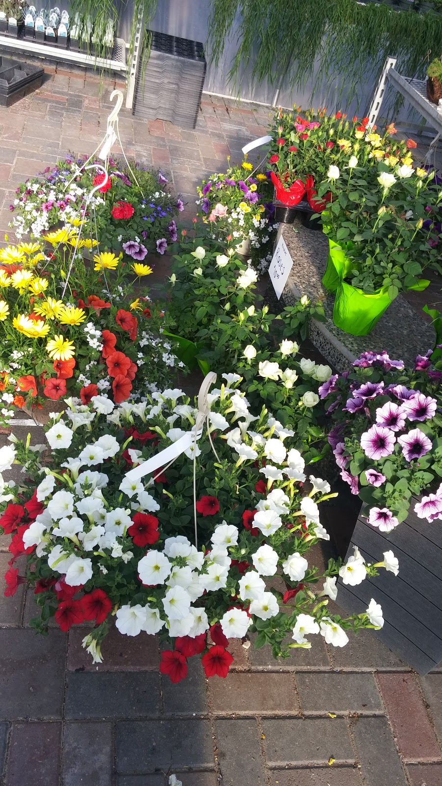 Hilltop Greenhouses | AB-23, Monarch, AB T0L 1M0, Canada | Phone: (403) 553-3175