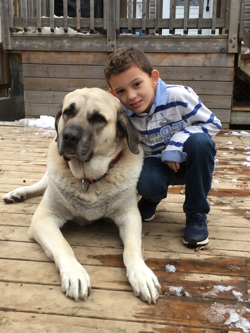 Ravenswood Dog Walking and Private Boarding | 369 Aurora Crescent, Burlington, ON L7N 2B1, Canada | Phone: (647) 702-0946