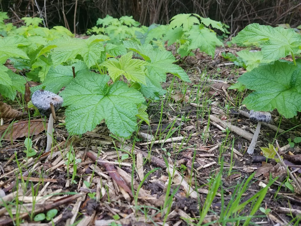 Pebble Hill Park | 404 Milsom Wynd, Delta, BC V4M 3R1, Canada