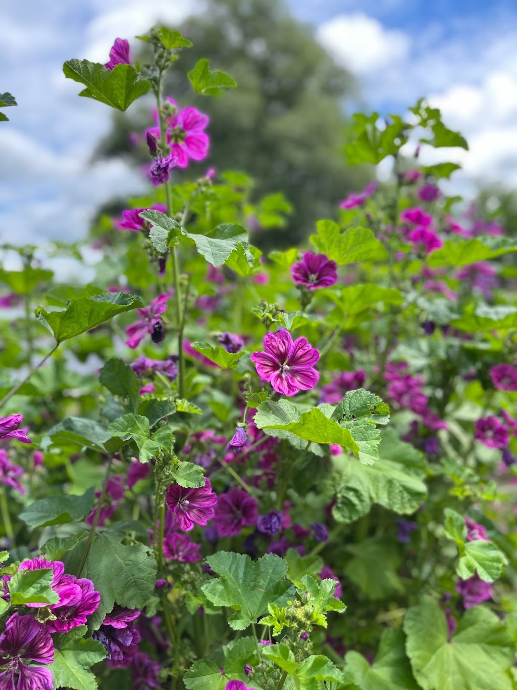 Les jardins de Ré-Gaia|Ferme maraîchère|Kiosque libre-service à la ferme | 26 Chem. de la 3 Concession, Noyan, QC J0J 1B0, Canada | Phone: (438) 526-7915