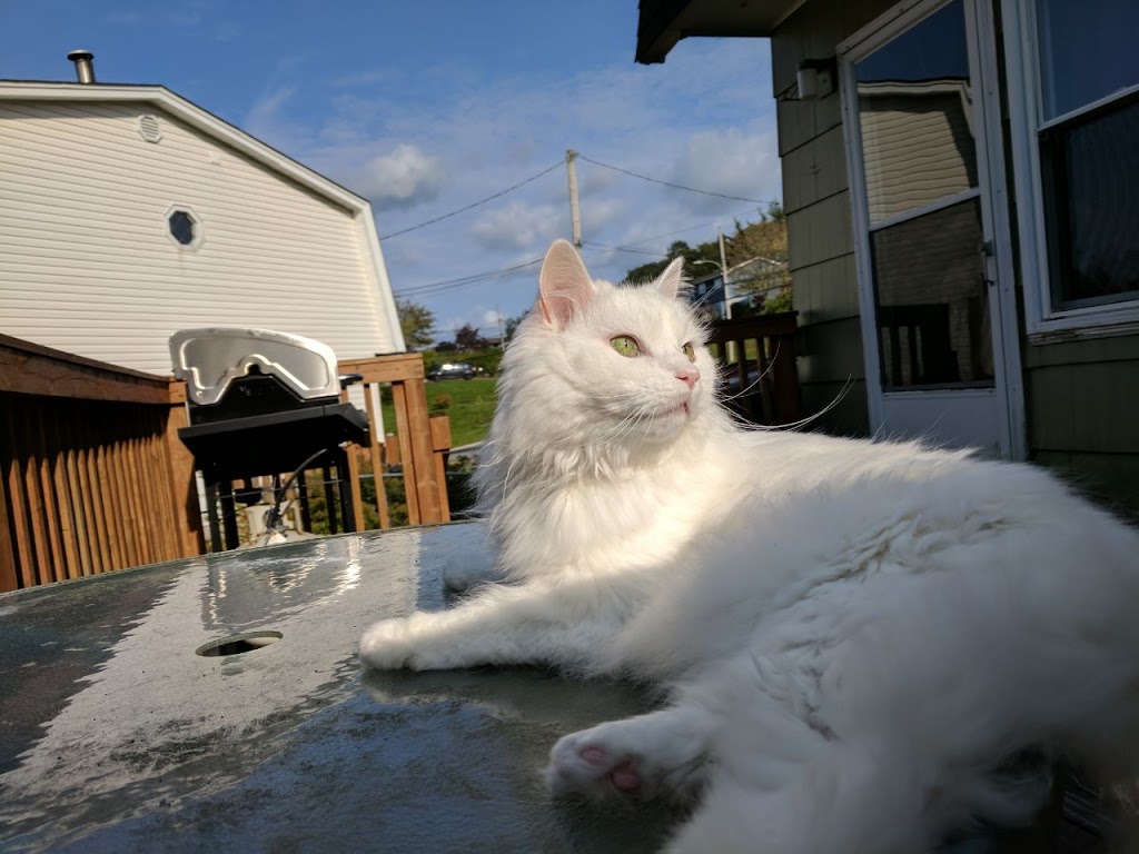 Companion Animal Hospital | 920 Cole Harbour Rd, Dartmouth, NS B2V 2J5, Canada | Phone: (902) 434-3111