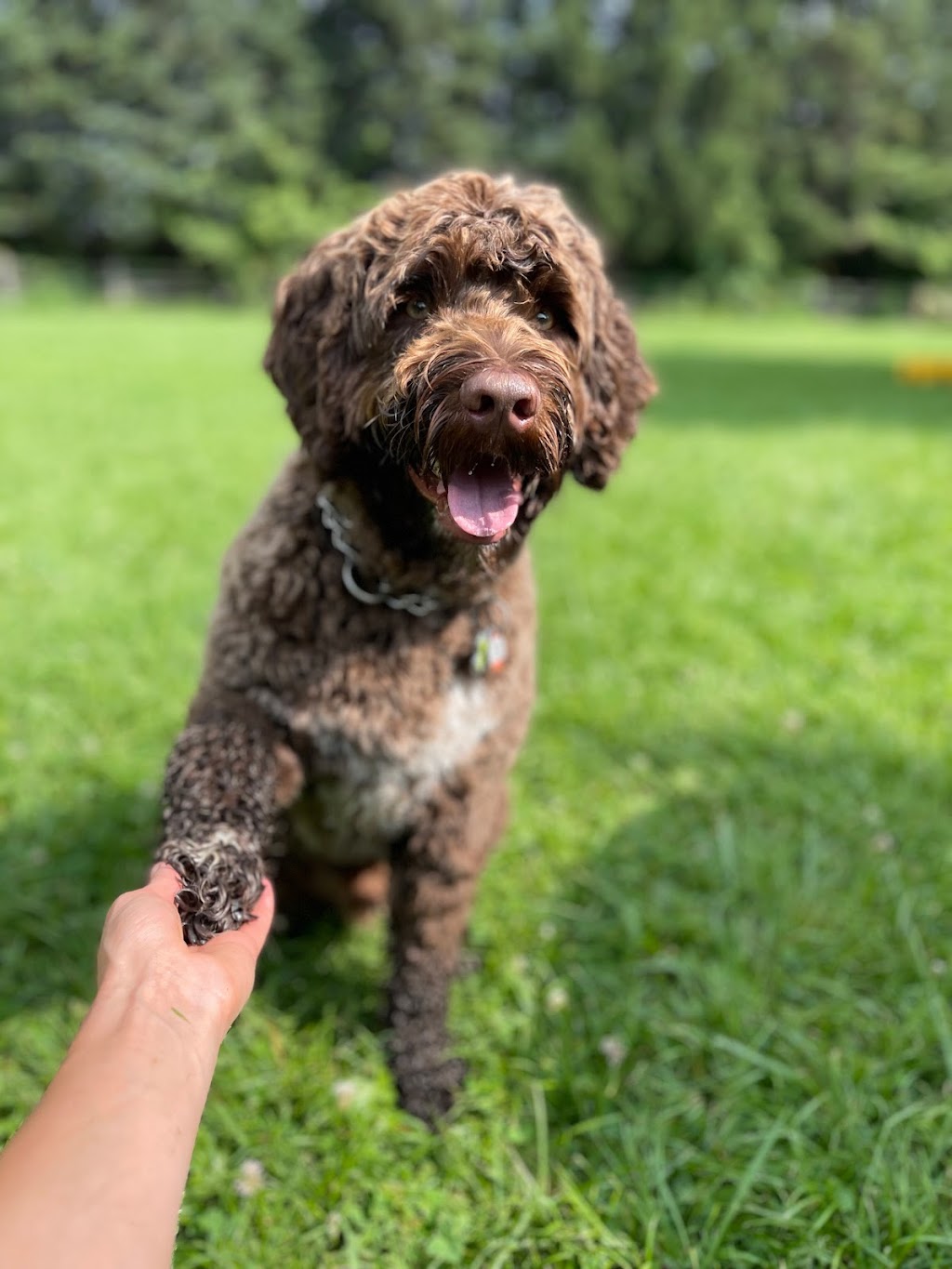Camp Shake-A-Paw | 3023 Westdel Bourne, London, ON N6P 1N2, Canada | Phone: (226) 458-4488