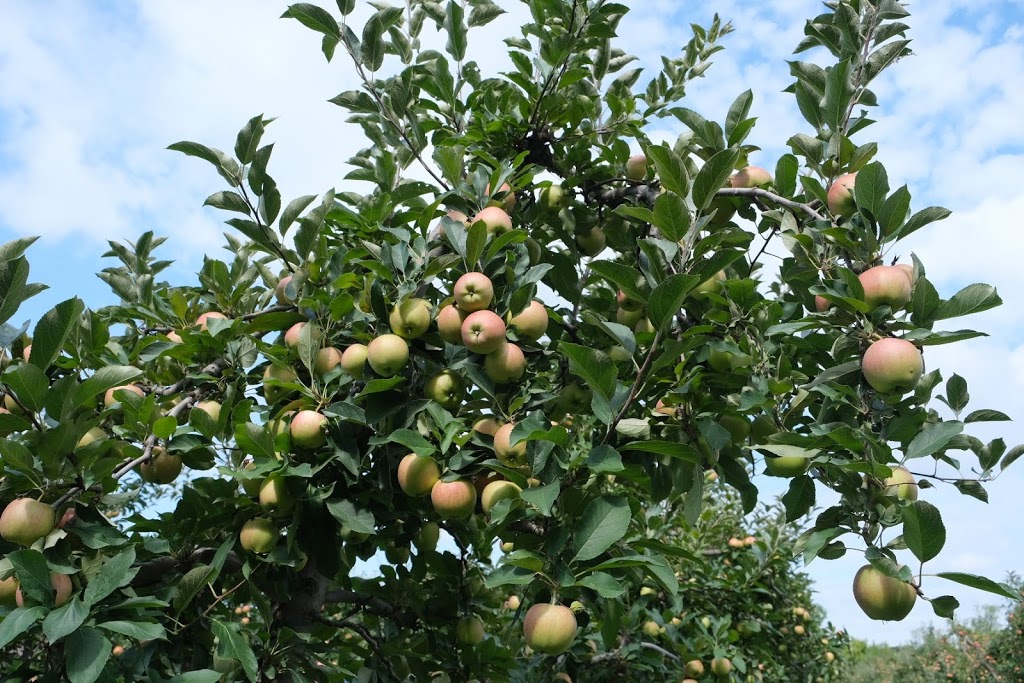 The Bigr Apple Farm | 8674 Heritage Rd, Brampton, ON L6Y 0E1, Canada | Phone: (647) 929-5408