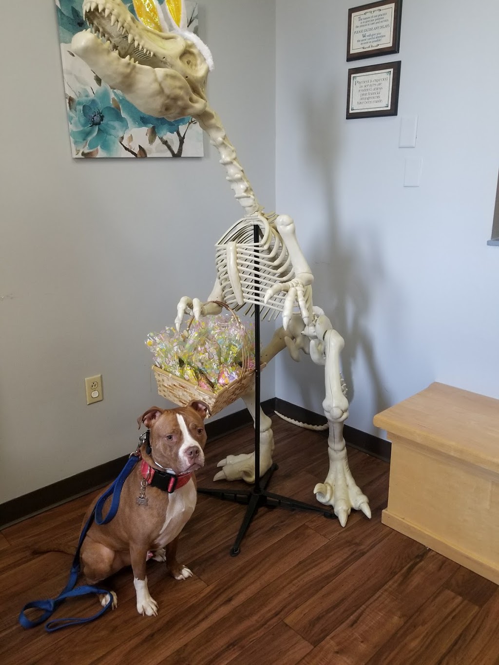 Suburban South Veterinary Hospital | 1230 French Rd, Depew, NY 14043, USA | Phone: (716) 668-0503