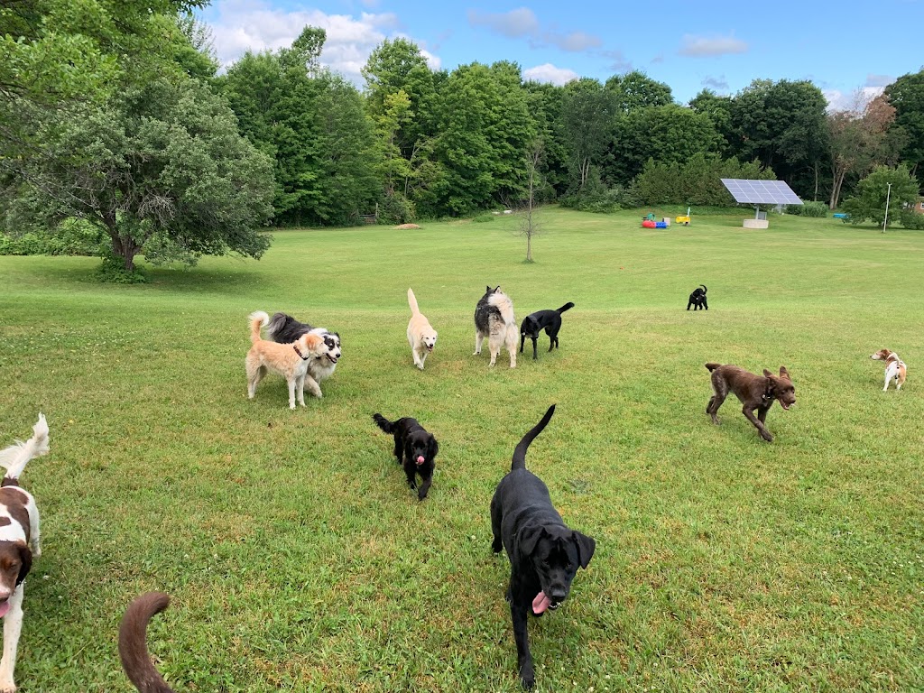 Dream Acres Pet Resort | 355 Bowland Rd, Clayton, ON K0A 1P0, Canada | Phone: (613) 256-0687
