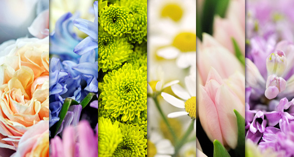 Petals and Pots Flower and Gift Shop | 725 Ottawa St S, Kitchener, ON N2E 3H5, Canada | Phone: (519) 742-7221