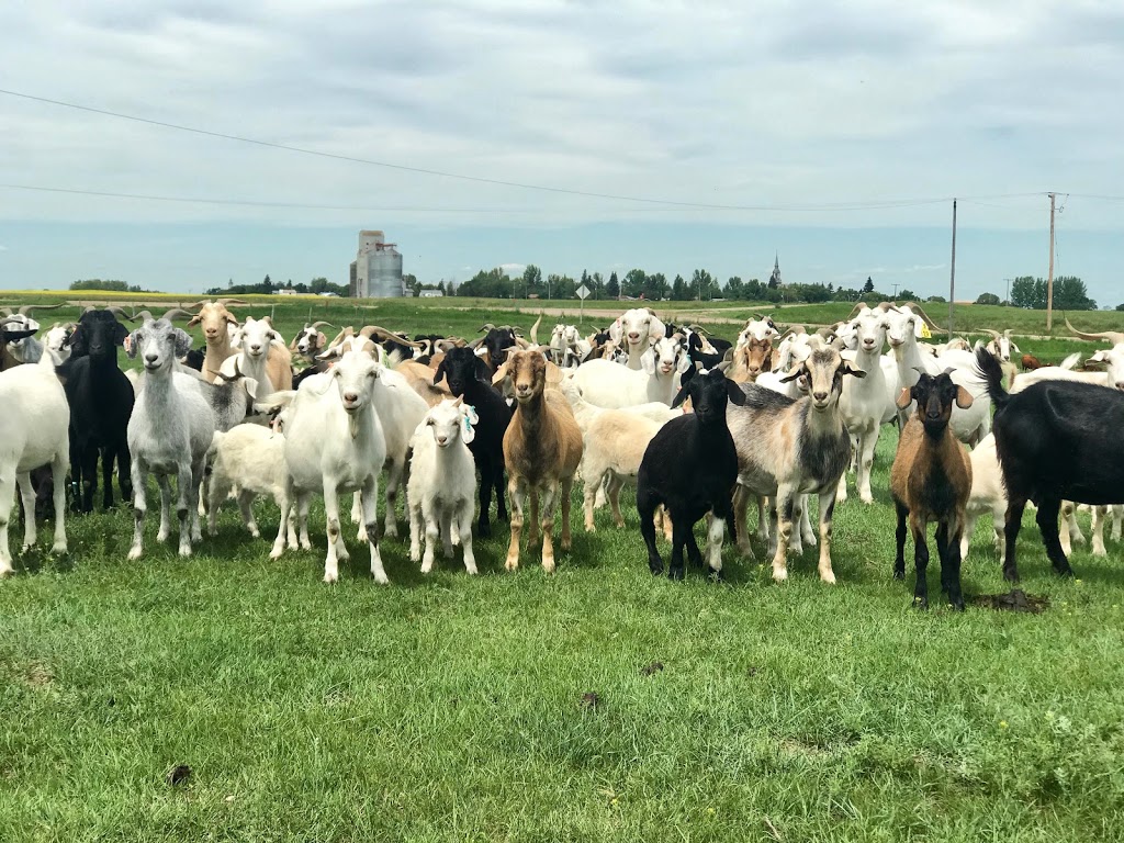 JE Ranch Inc | NW10-23-25 W2 - Box 83, Holdfast, SK S0G 2H0, Canada | Phone: (306) 488-4408