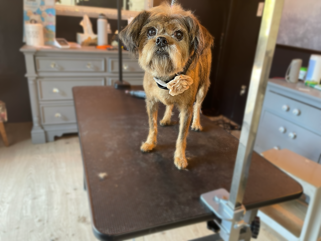 Silk & Bone Dog Grooming | 8010 Coleman St, Mission, BC V2V 6R5, Canada | Phone: (604) 908-9395