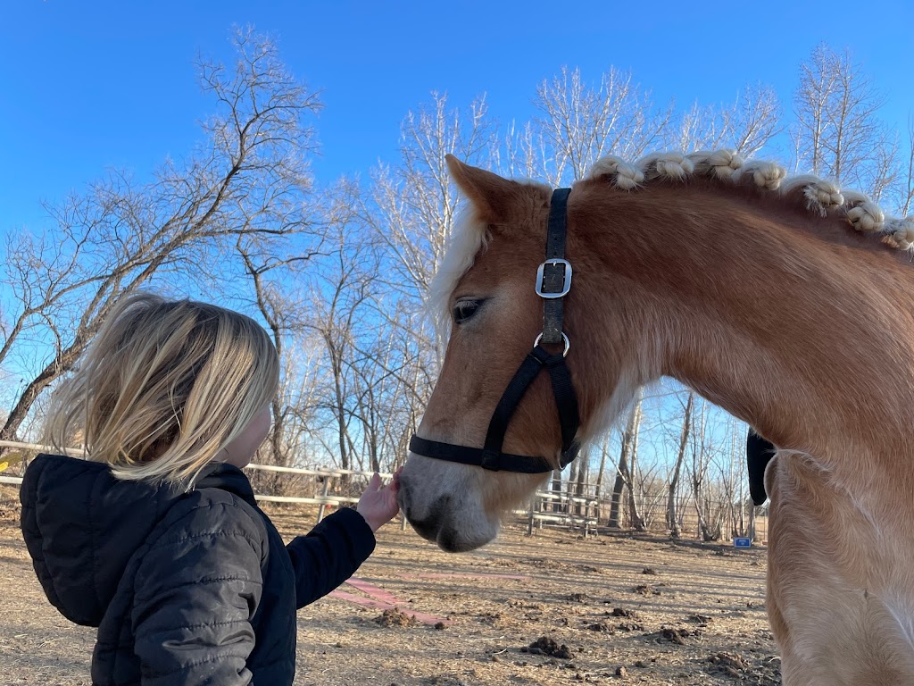 Alberta Family Horses Haflingers | AB-873, Rainier, AB T0J 2M0, Canada | Phone: (403) 363-2621