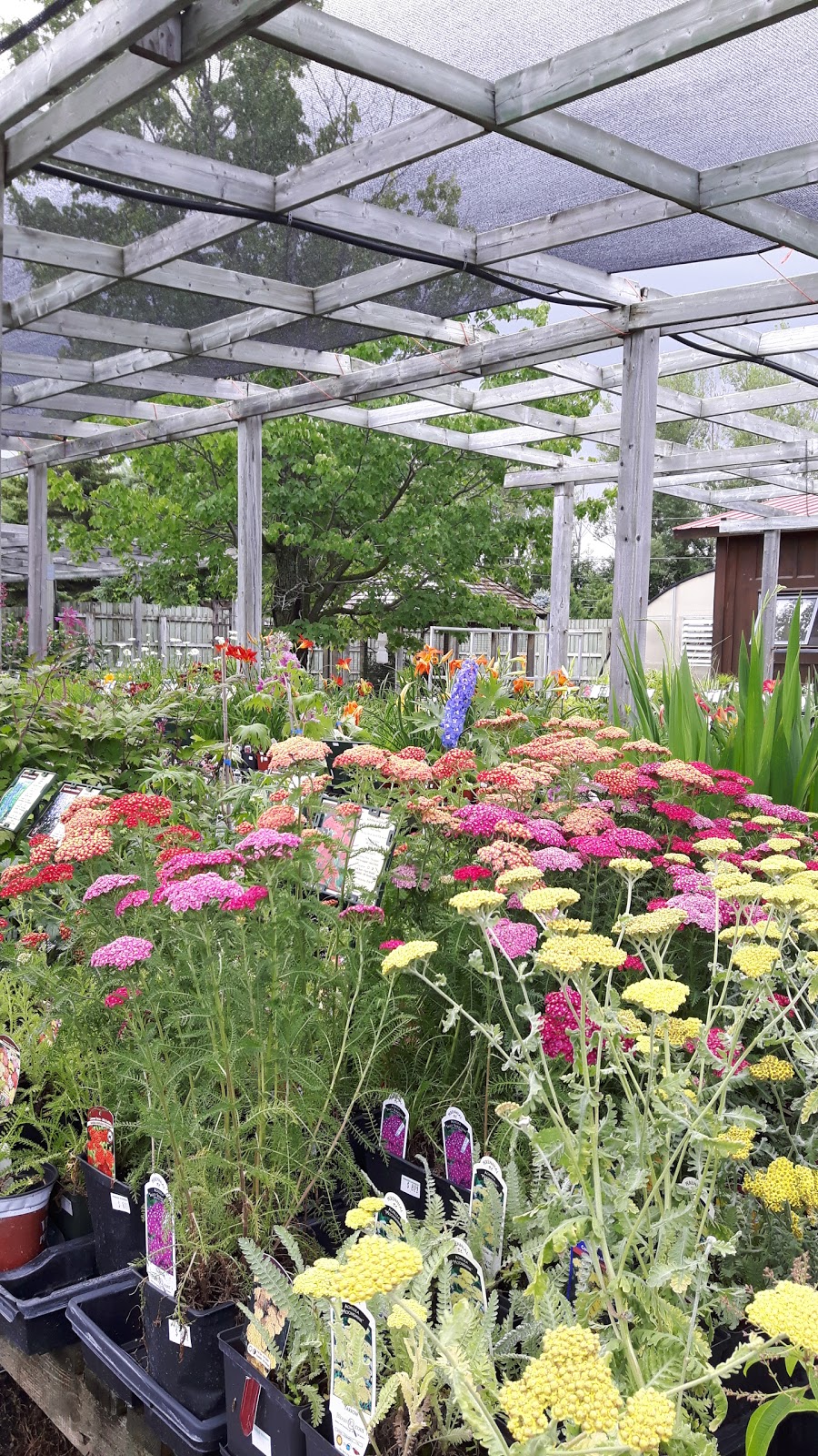 Pioneer Nursery | 632 Van Buren St, Kemptville, ON K0G 1J0, Canada | Phone: (613) 258-5555