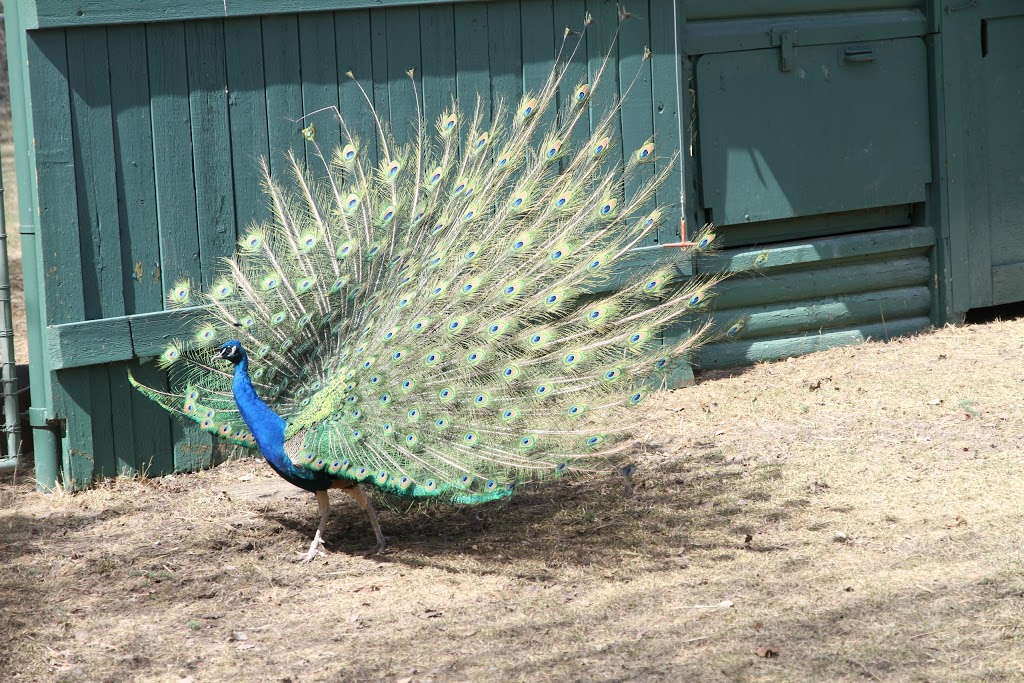 Saskatoon Zoo Society | 1903 Forestry Farm Park Dr, Saskatoon, SK S7S 1G9, Canada | Phone: (306) 975-3395