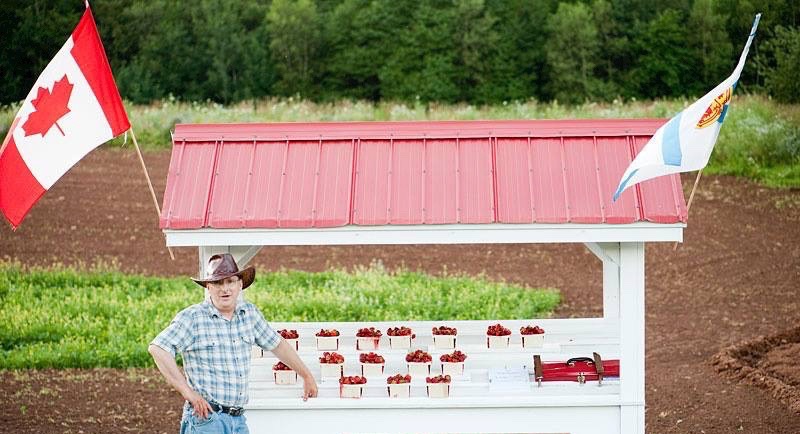 W.E.E. Pick U Pick Strawberries | 1243 Pereau Rd, Canning, NS B0P 1H0, Canada | Phone: (902) 679-9621