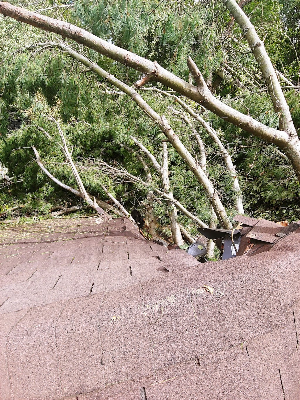 Tree Climbers | 5036 Thunder Rd, Carlsbad Springs, ON K0A 1K0, Canada | Phone: (613) 860-8733