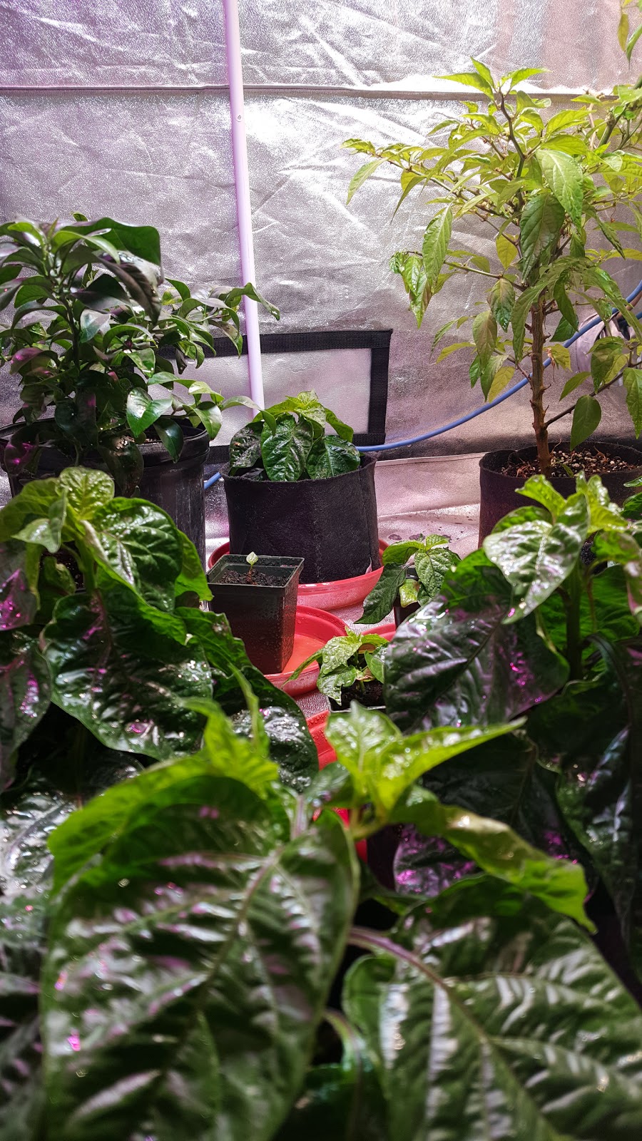 Holland Industry - Hydroponics Garden Supplies North York | 573 Fenmar Dr, North York, ON M9L 2R6, Canada | Phone: (416) 736-1732