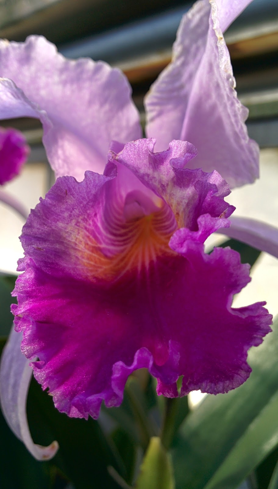 Westmount Conservatory and Greenhouses | 4626 Rue Sherbrooke O, Westmount, QC H3Z 2Z8, Canada | Phone: (514) 989-5230