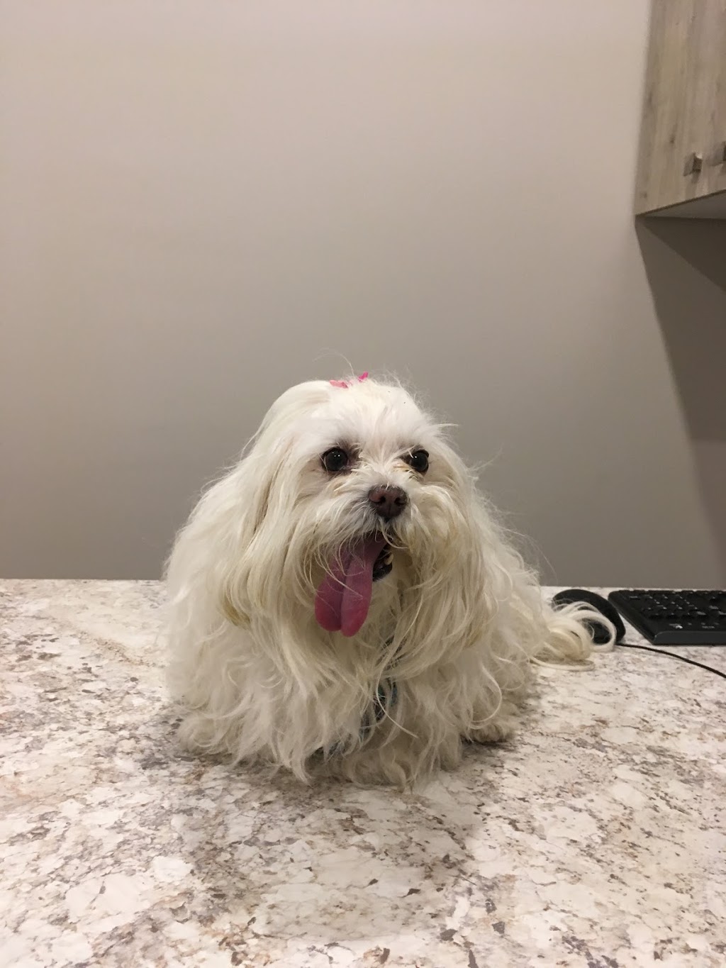 Eagleson Veterinary Clinic | 46-500 Eagleson Rd, Kanata, ON K2L 2X1, Canada | Phone: (613) 383-8381