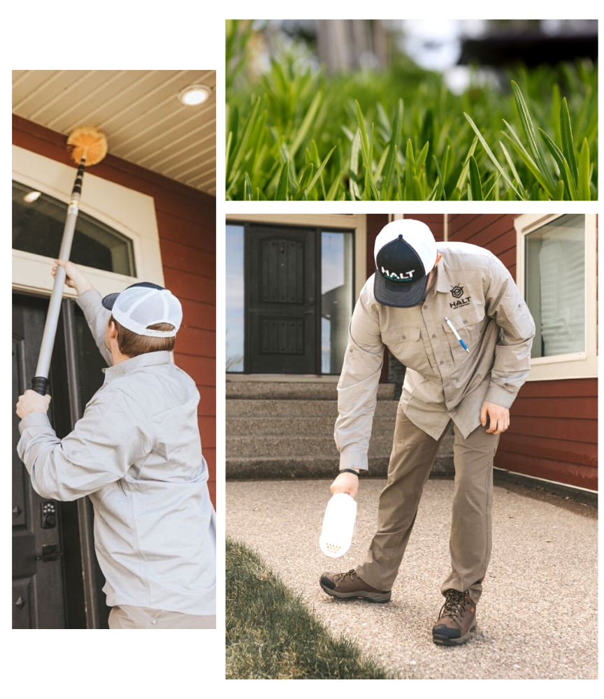 Halt Pest Control Ltd | 130 Sixmile Ridge S, Lethbridge, AB T1K 5T2, Canada | Phone: (403) 360-1090