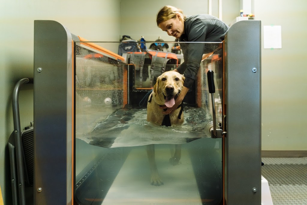 Boundary Bay Veterinary Specialty Hospital | 20434 64 Ave #202, Langley City, BC V2Y 1N4, Canada | Phone: (604) 514-8383