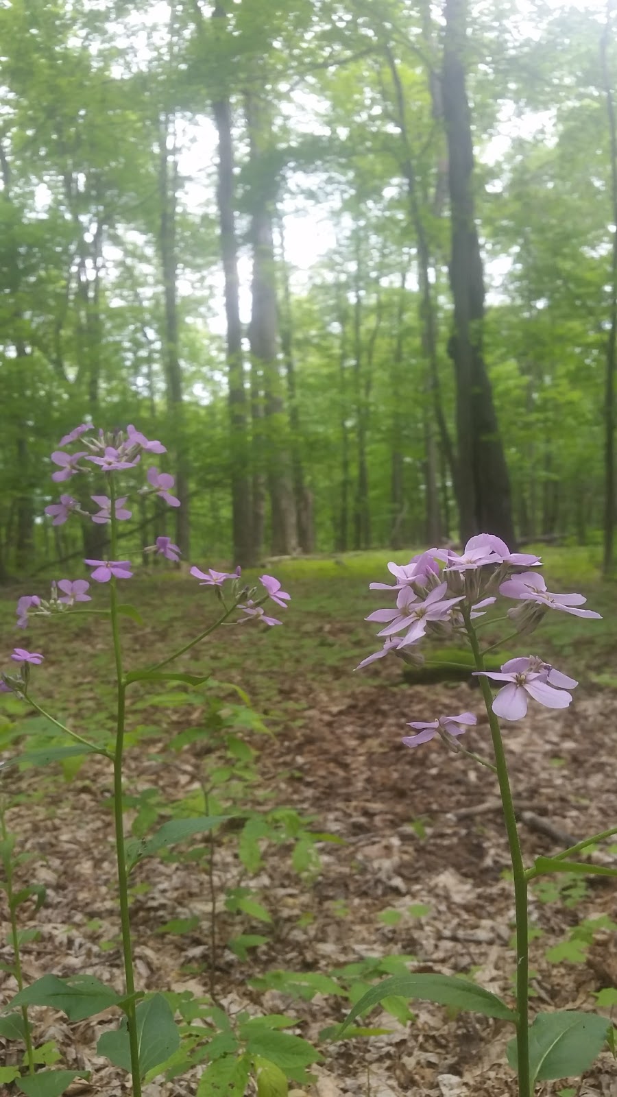 Clarence Nature Center | Thompson Rd, Clarence, NY 14031, USA | Phone: (716) 984-9046