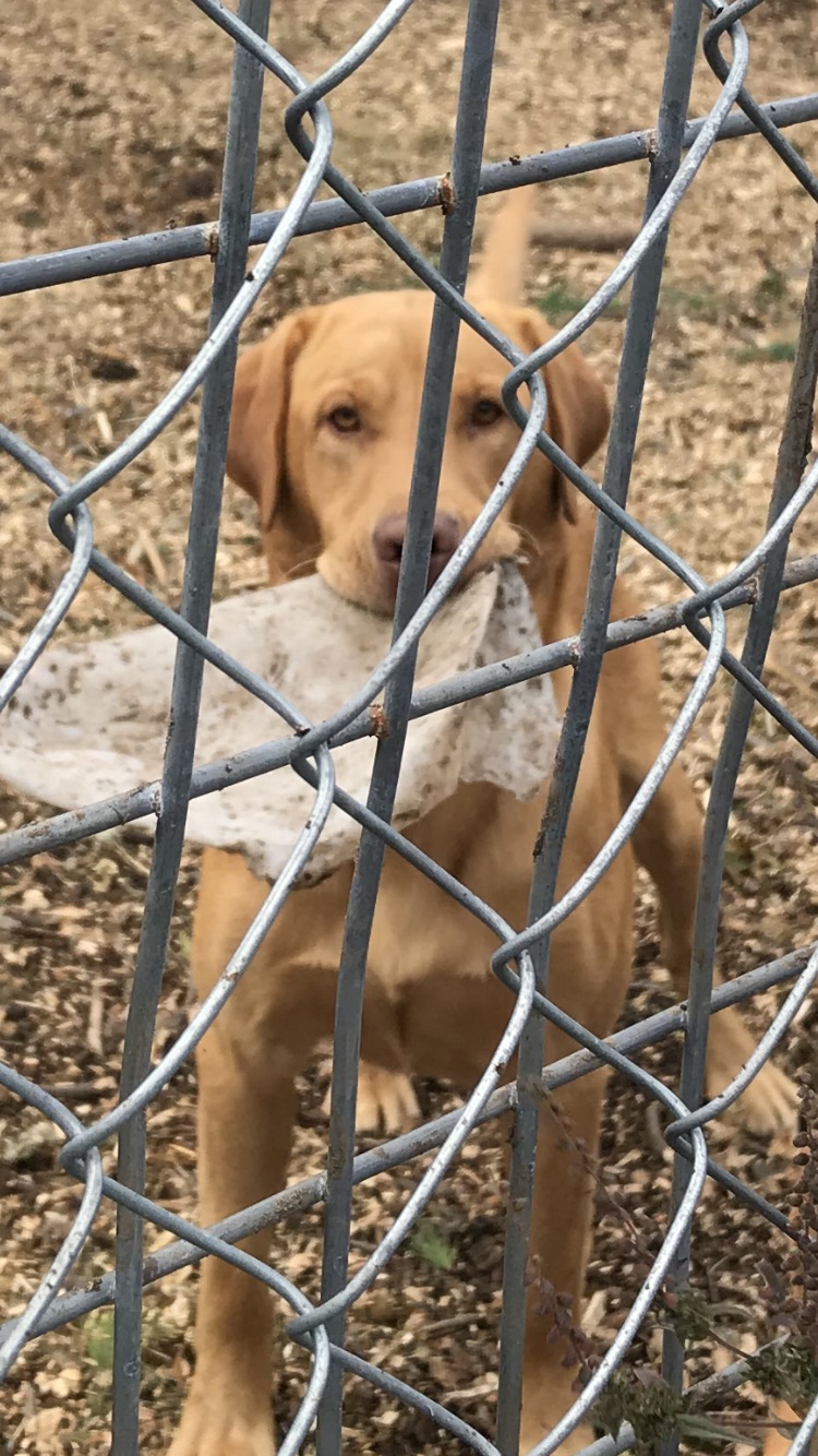 LUVLAB ❤️ LABRADORS | 520 Rang S, Saint-Thomas, QC J0K 3L0, Canada | Phone: (450) 757-2727