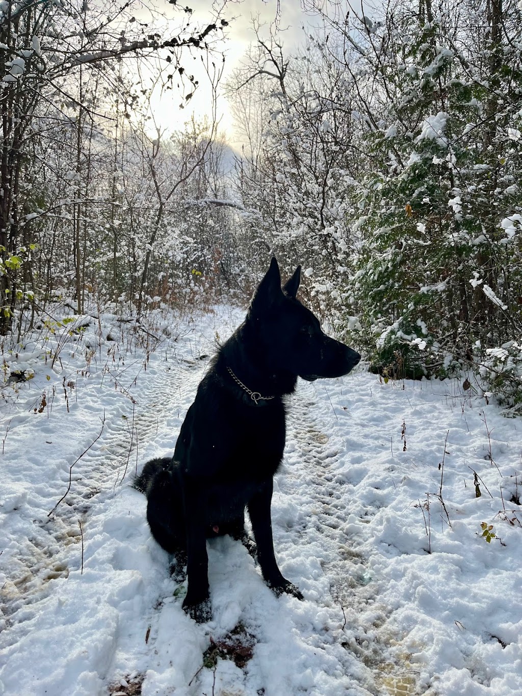 IDI Entrainement canin - Laval - | 1055 Rue Principale, Laval, QC H7X 1C1, Canada | Phone: (514) 742-7672