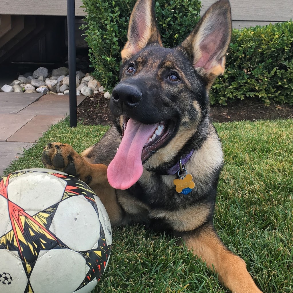 Von Rothhaus German Shepherds | 45421 Spencetown Rd, Fordwich, ON N0G 1V0, Canada | Phone: (519) 291-8222
