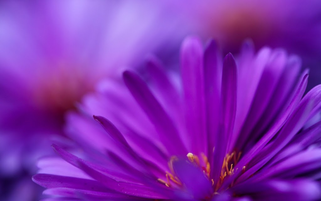 The Bloom Room Floral Company | 7767 Wellington Rd 124, Guelph, ON N1H 6H7, Canada | Phone: (519) 546-4548