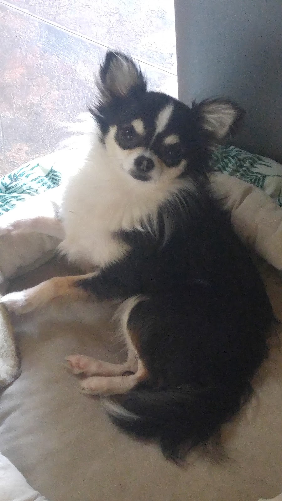Dottea Muskoka Chihuahuas | 1411 Hwy 11 RR2, Kilworthy, ON P0E 1G0, Canada | Phone: (705) 689-8972