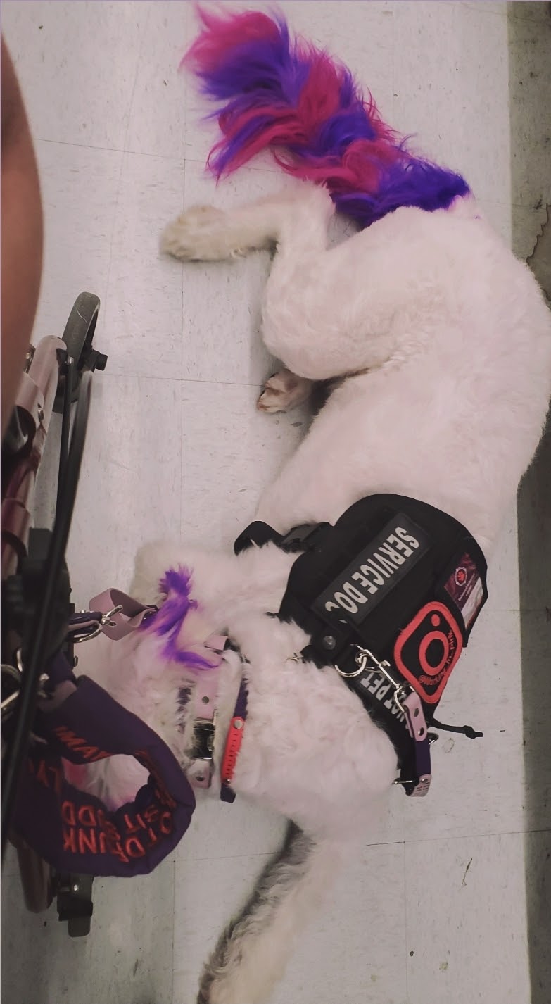 Balanced behavior canine | 1575 Graham Place, Ladysmith BC, V9G IKI, Ladysmith, BC V9G 1K1, Canada | Phone: (250) 618-7711
