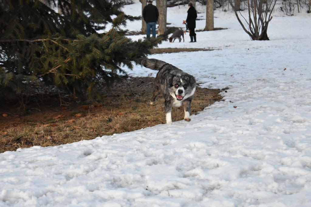 Roxboro & Erlton Offleash Dog Park | 3010 Roxboro Glen Rd SW, Calgary, AB T2S 1T9, Canada