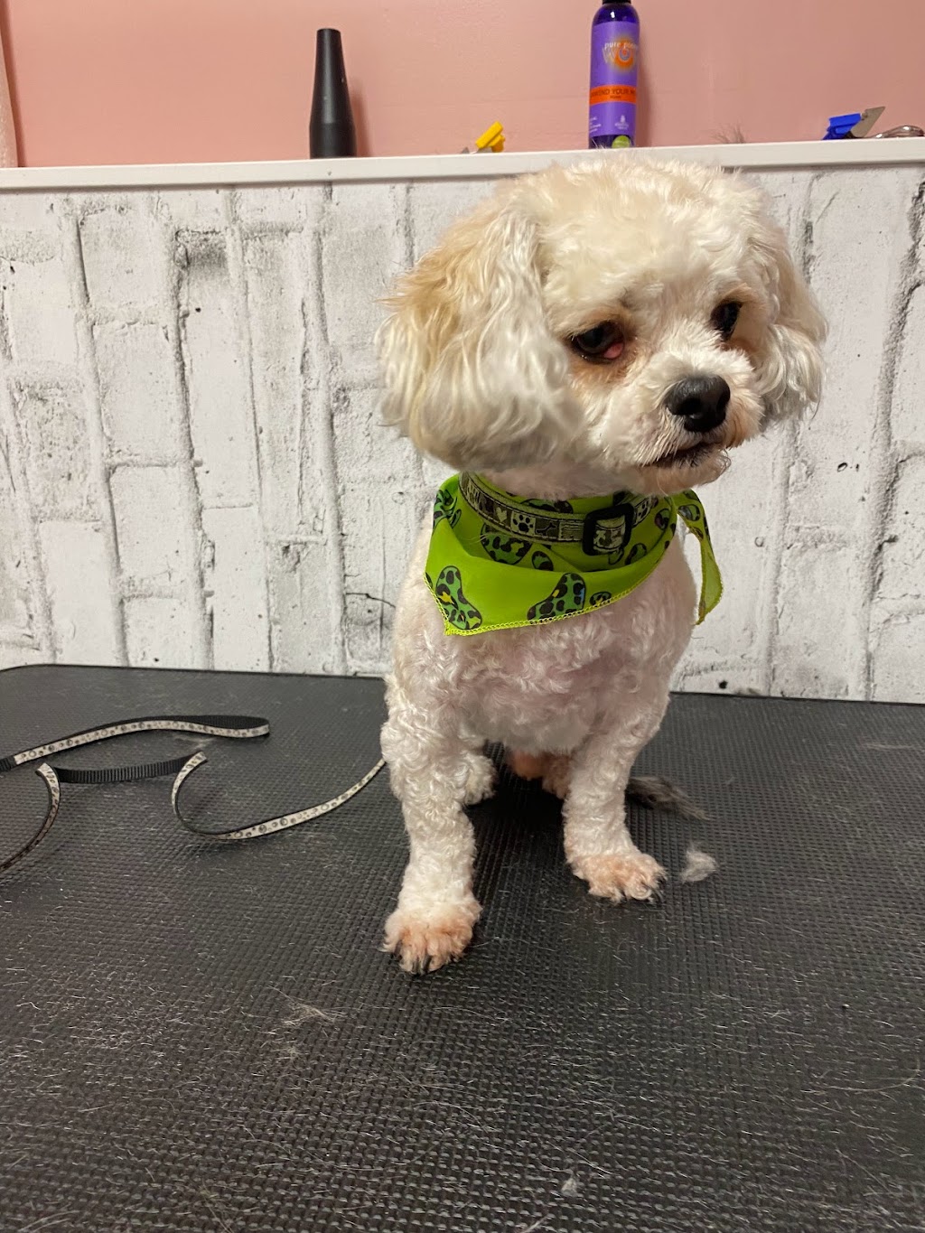 Studs & Divas Pet Salon | 237 Coverdale Rd NE, Calgary, AB T3K 4J6, Canada | Phone: (403) 615-9067